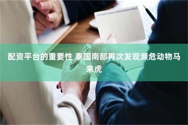 配资平台的重要性 泰国南部再次发现濒危动物马来虎
